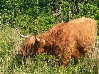 Ein braune Kuh weidet, sie hat langes, zotteliges Fell und gebogene, lange und spitze Hörner