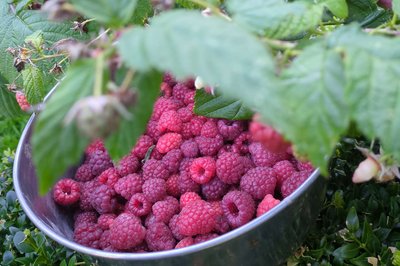 Schale voller gepflückter Himbeeren