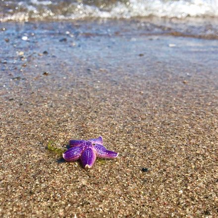 Ein lila Seestern liegt am Strand