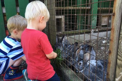 Kinder füttern Hasen durch ein Käfiggitter